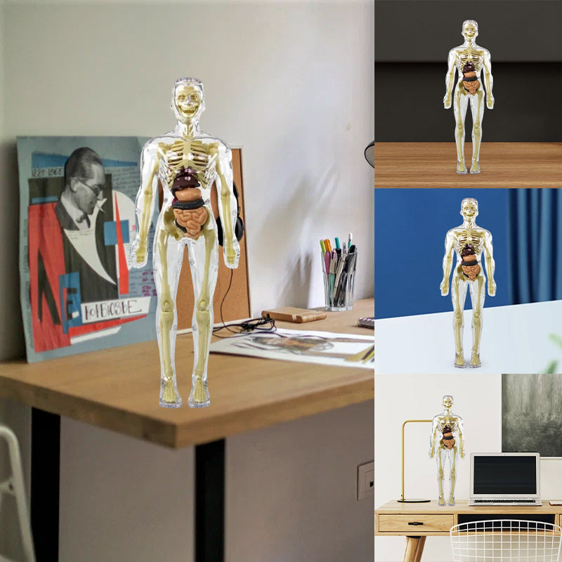 Inimese 3D skelett