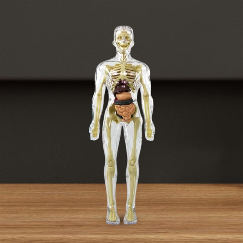 Inimese 3D skelett
