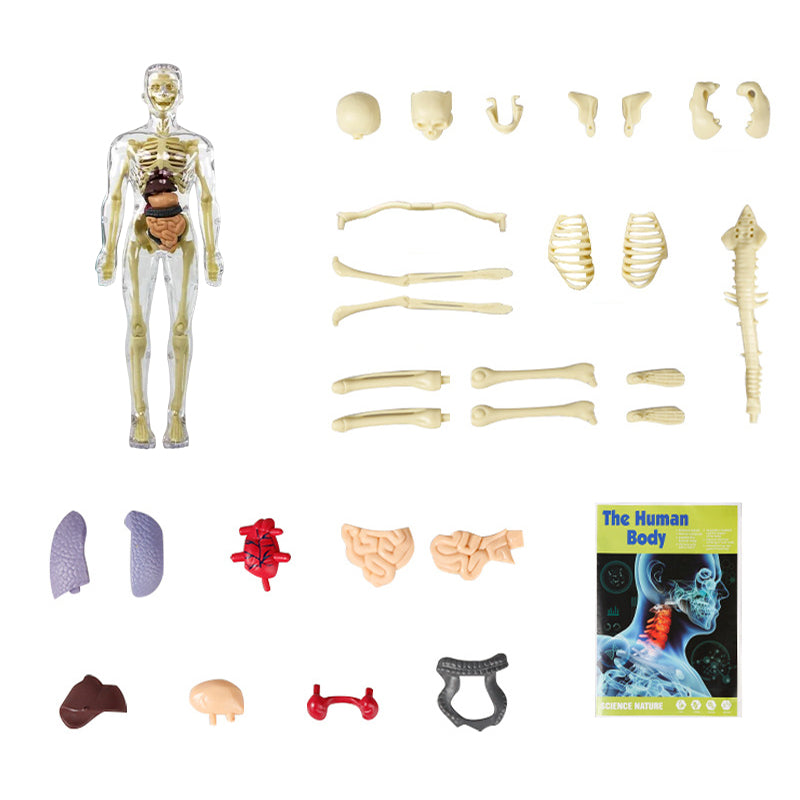 Inimese 3D skelett